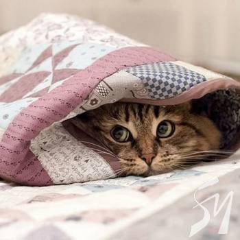 �������� ������������ 7 ������ �� ������� 54 ����